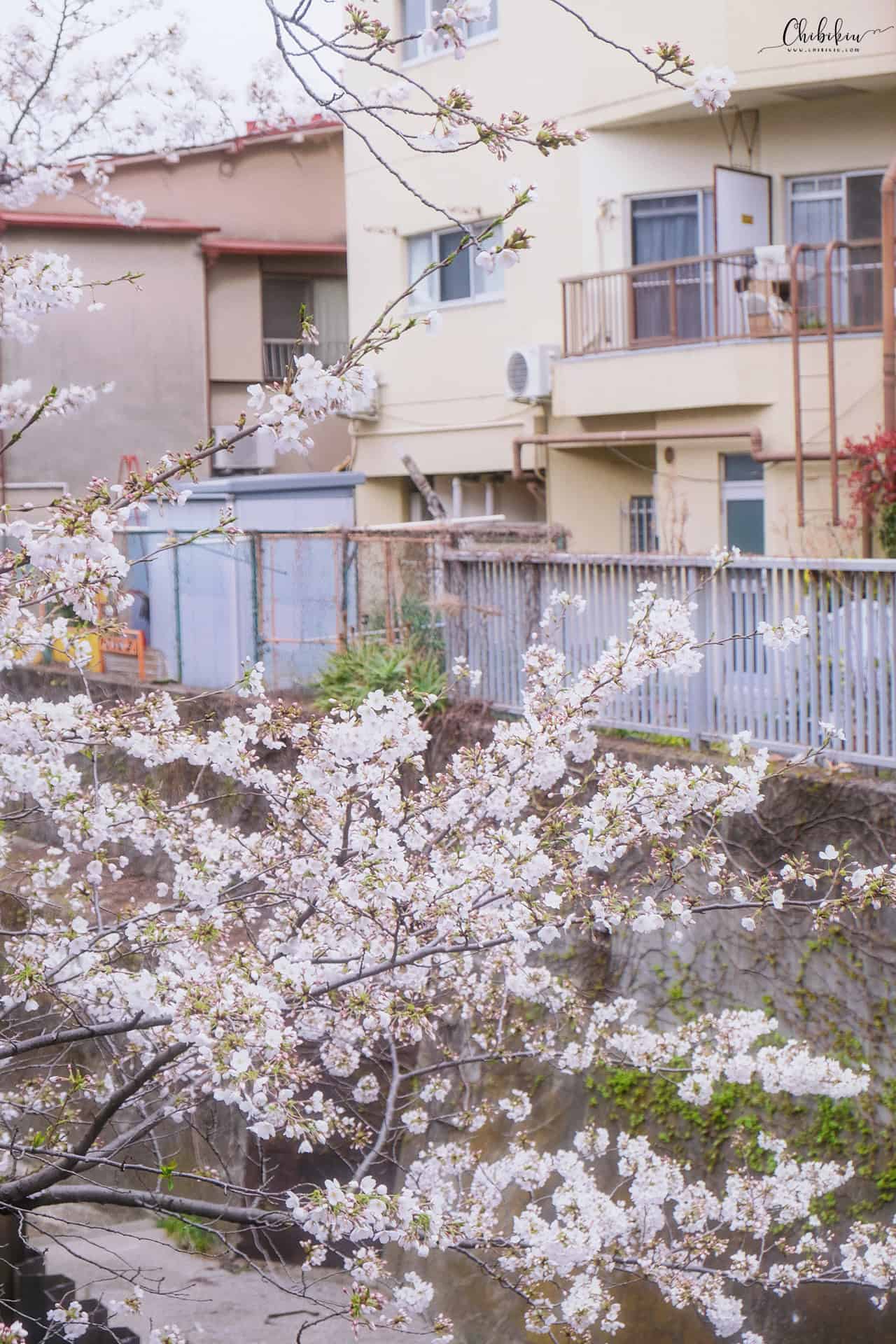 tokyo mùa hoa anh đào