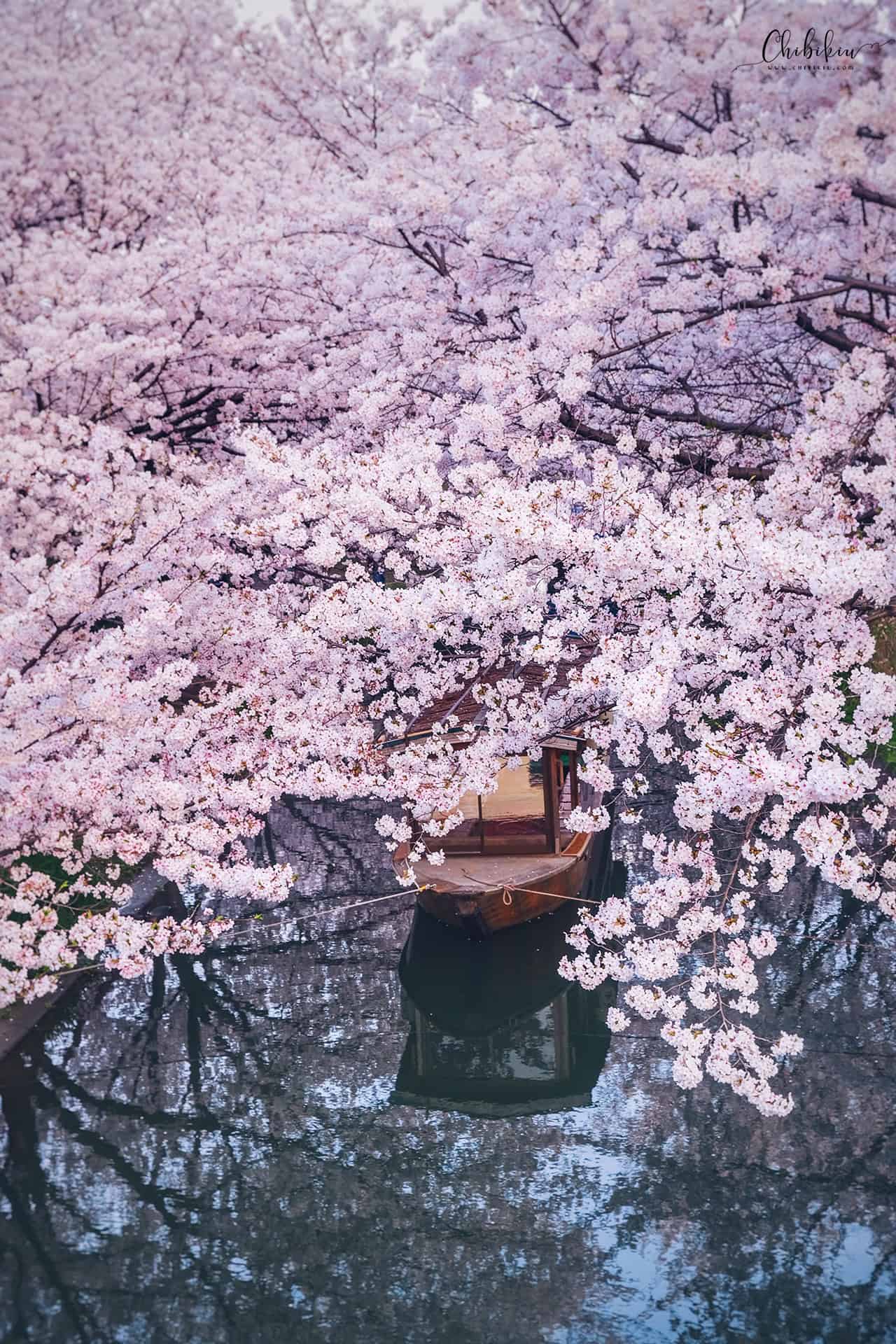 kyoto cherry blossom