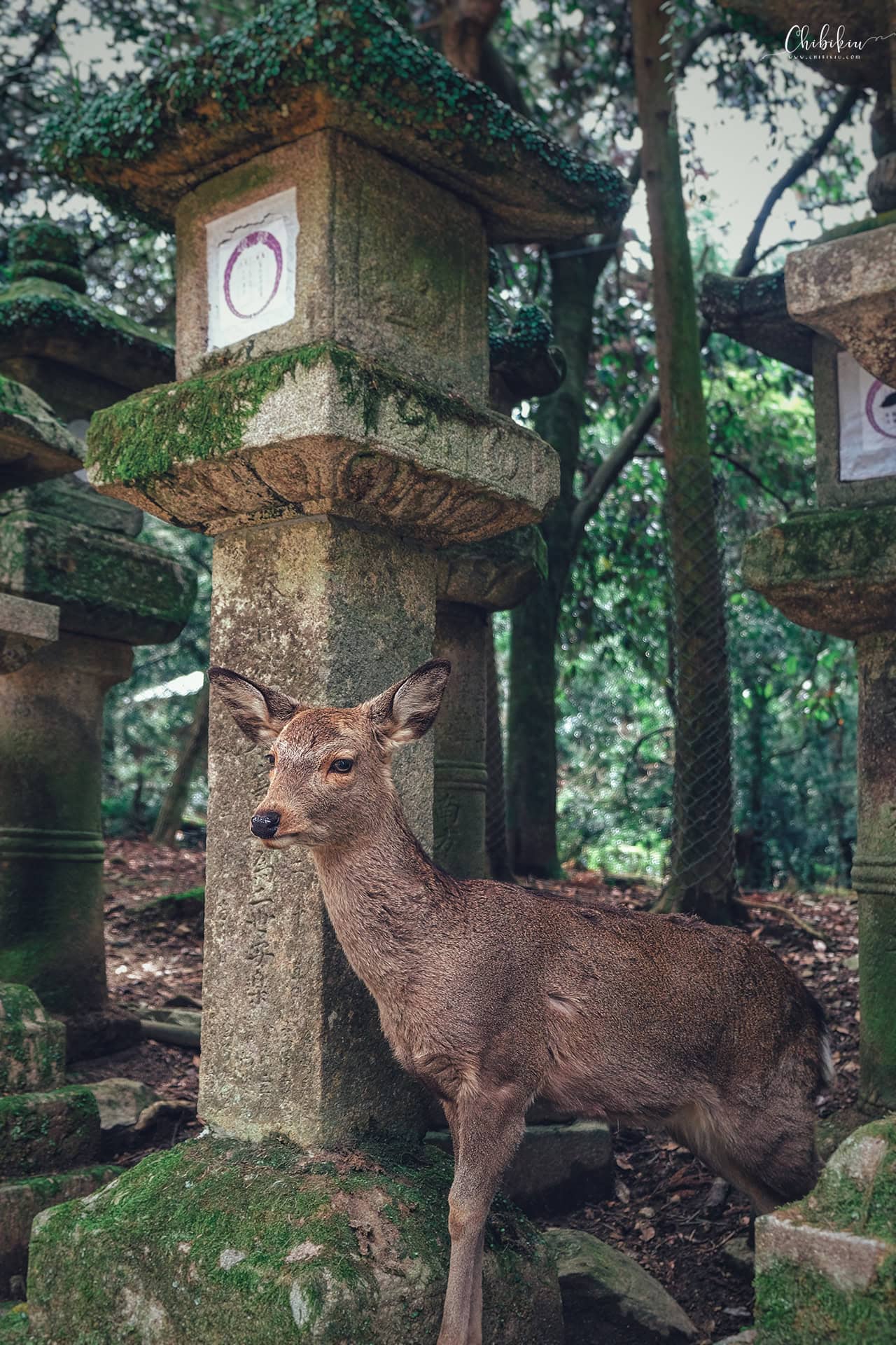 du lịch nara