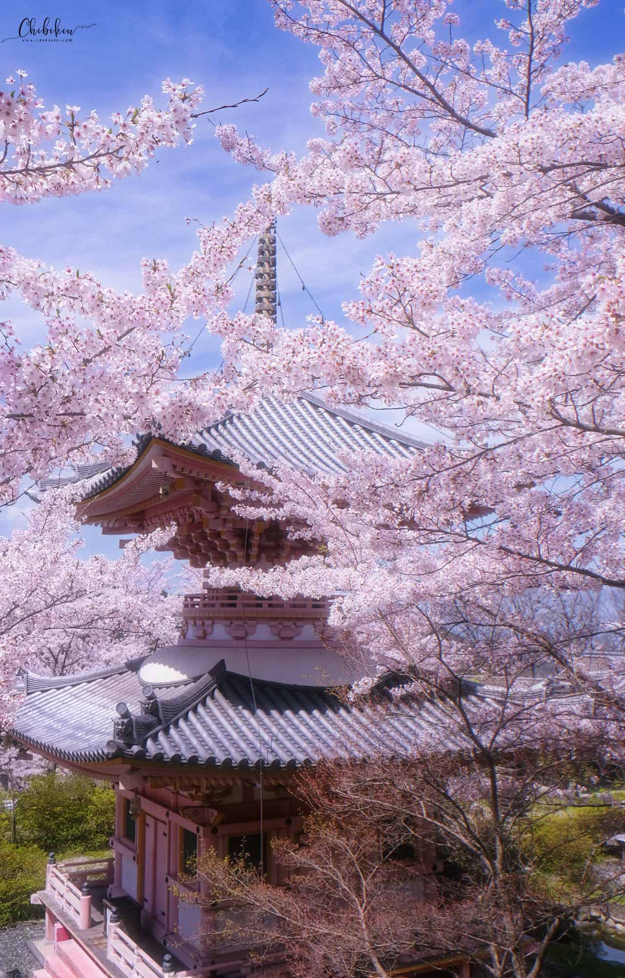 tsubosaka dera